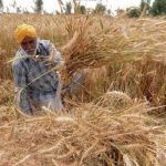Harga Pemerintah India Dengan Mereka Di Pasar